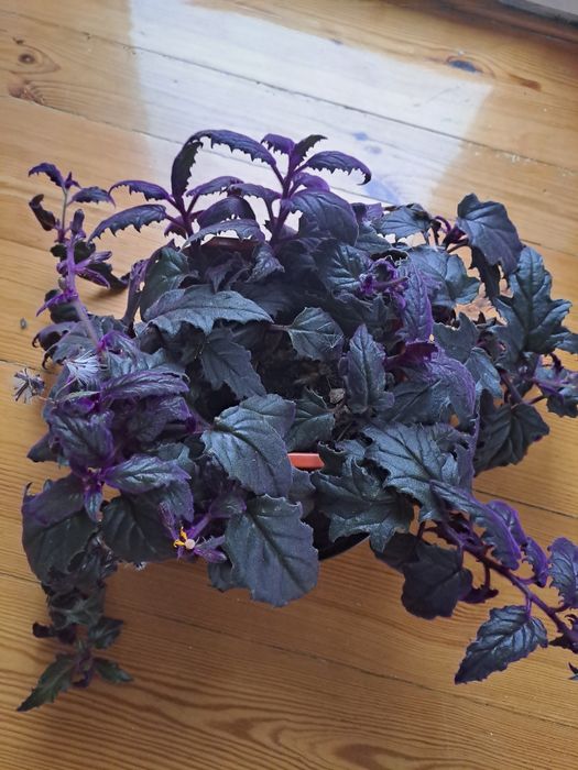 ginura pomarańczowa