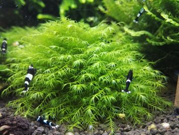 Mech Phoenix moss (Fissidens fontanus)