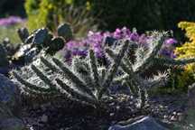 Cylindropuntia морозостійкий кактус для відкритого грунту