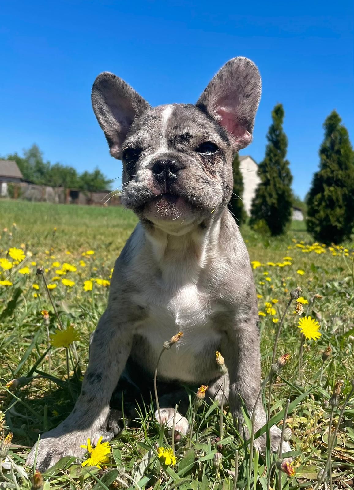 Buldog Francuski blue merle