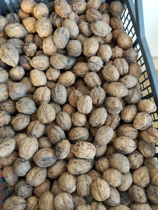 Nozes caseiras sem qualquer químico