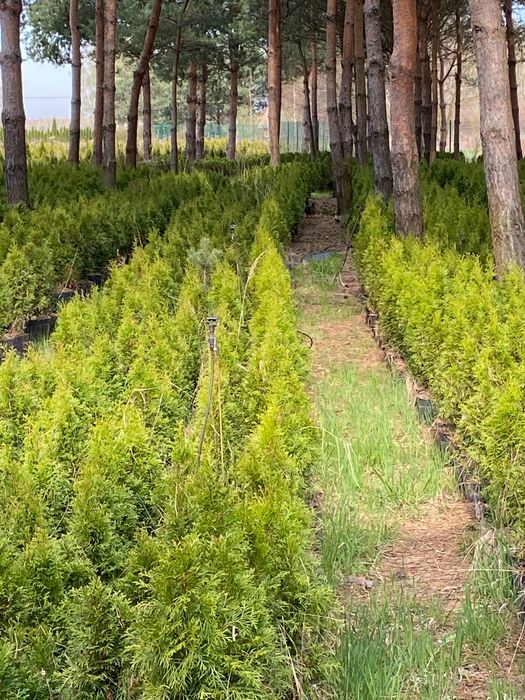 Tuja thuja szmaragd