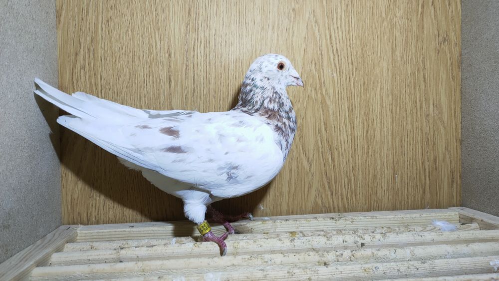 Gołębie pocztowe almondy almond