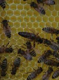 Matki pszczele jednodniowe krainki, buckfast UN