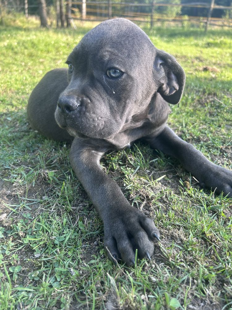 Cane corso do odbioru suczka niebieska pochodzenie FCI
