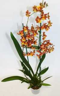 Орхідея Камбрія ароматна пишна
