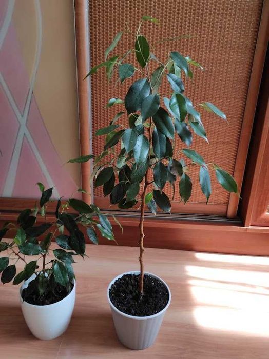 Фикус Даниэль деревце домашнее 76 см