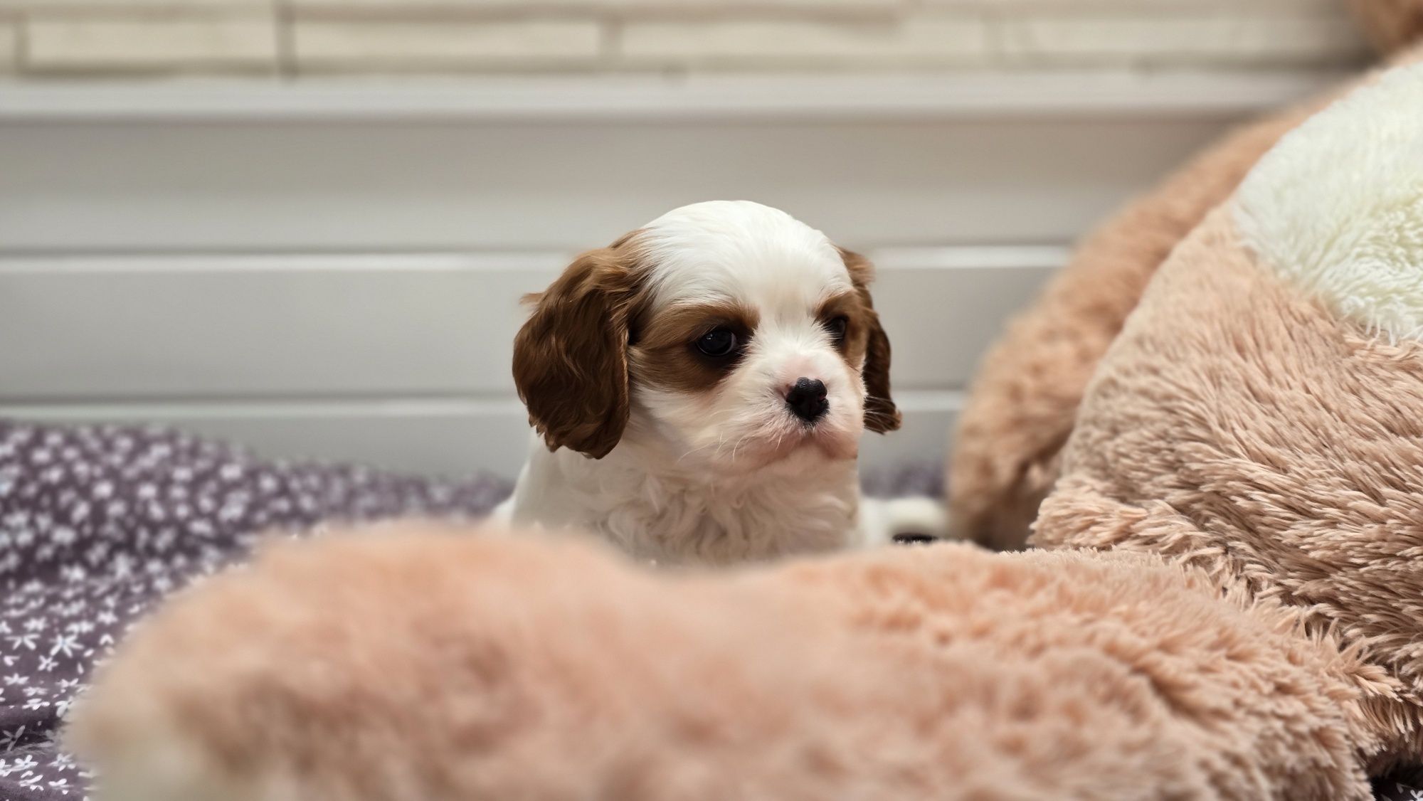 Cavalier king charles spaniel, chłopczyk