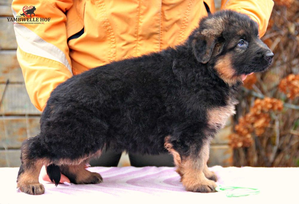Німецька вівчарка Д\Ш - елітні цуценята від розплідника КСУ-FCI
