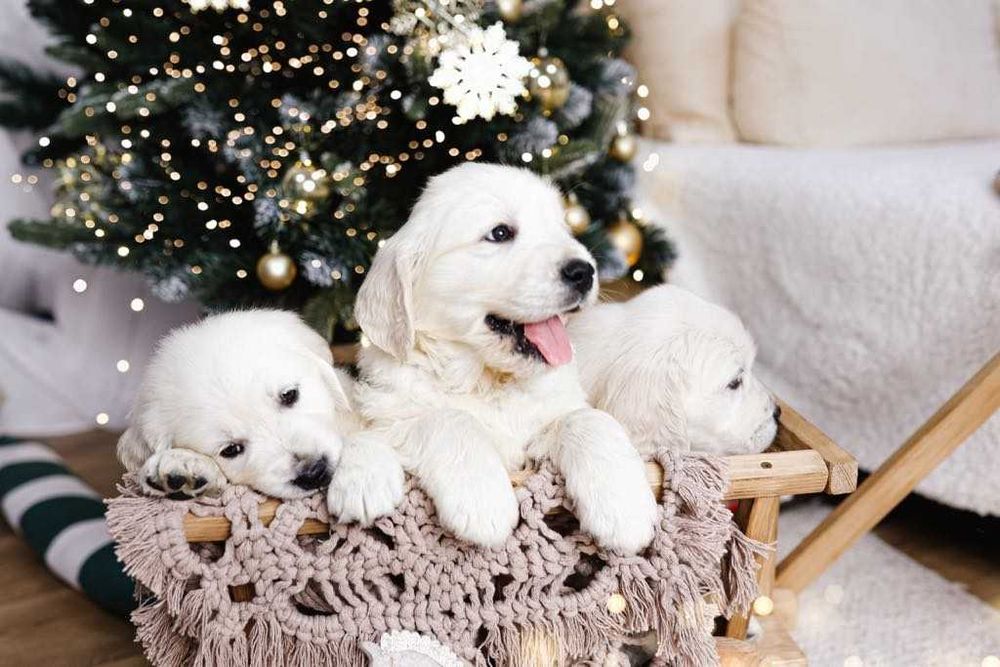 Szczeniak Golden Retriever FCI ZKwP