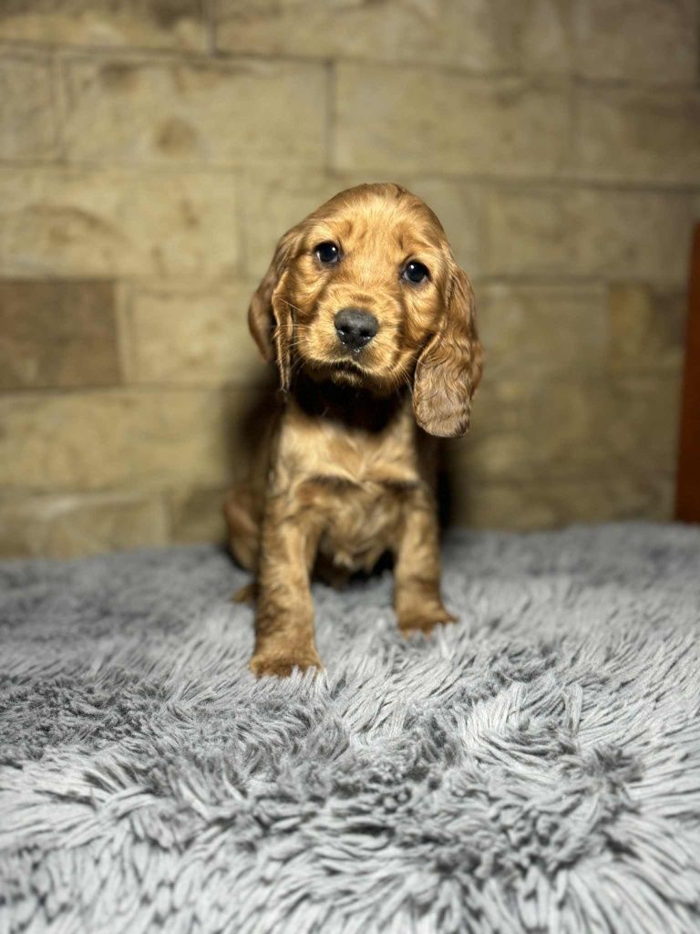 Cocker spaniel angielski sunia z rodowodem