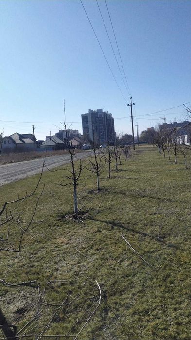 Обрізка плодових дерев, послуги садівника, зріз дерев