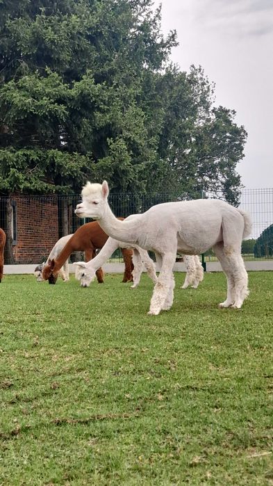 Alpaka samica biała z genem grey