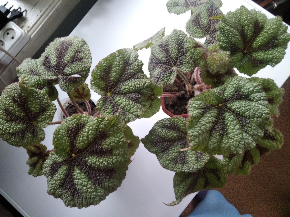 Бегонии. Сорт Masonina Mountain. Подростки