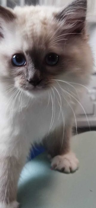 Ragdoll Kot Legalna hodowla opcja hodowlana i na kolanka Rodowód FIFE