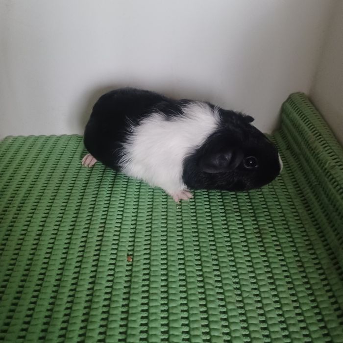 Морская свинка мальчики