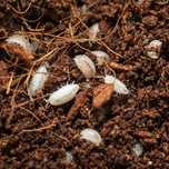 Isopods variados Trichorhina Porcellio Cubaris Terrário Paludário