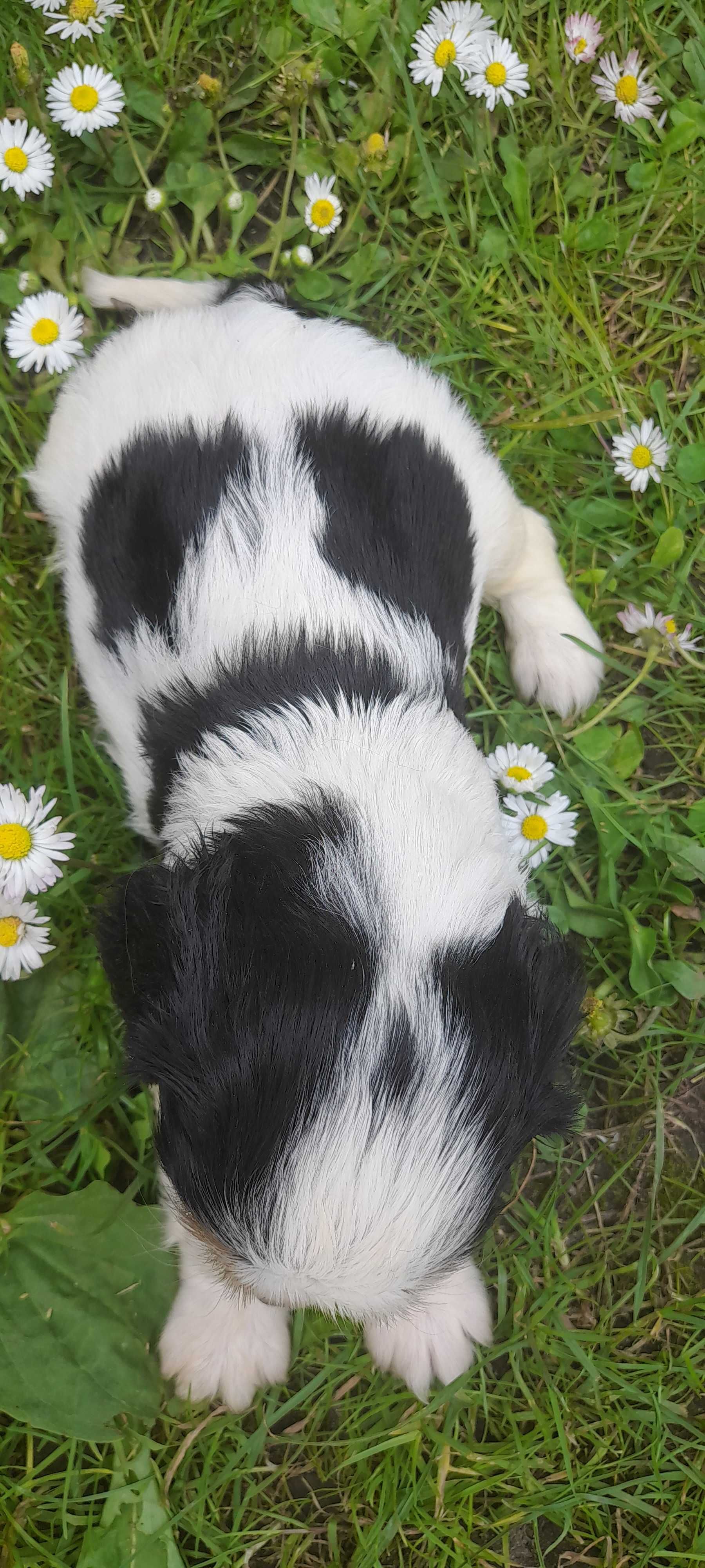 Suczka Cavalier king charles spaniel