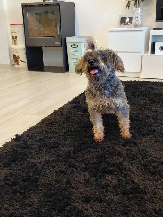 Sal- cão de porte pequeno para adoção responsável (8kg)