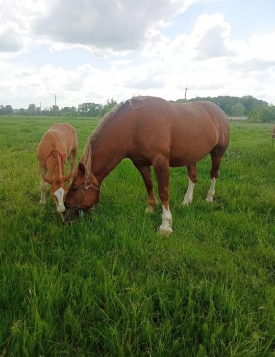 Кобыла тяжеловоз