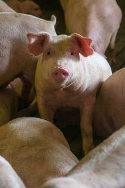 Продаж свинини живою вагою та частини