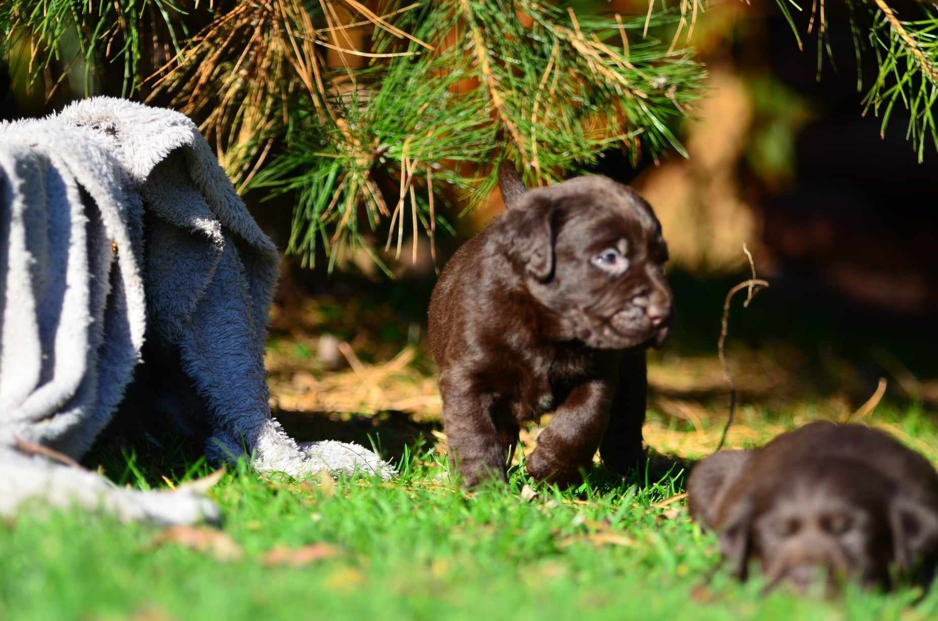 Labrador retriever FCI