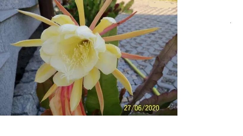 Królowa jednej nocy w kolorze ekri.,CZERWONYM lub różowym .