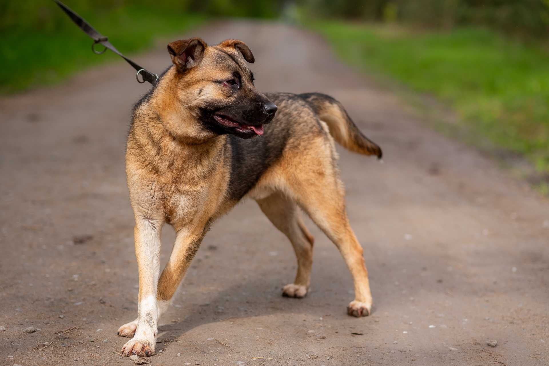 SZPAJRO - młody wesoły psiak, bardzo proludzki, poleca się do adopcji