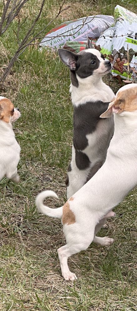 Piesek Chihuahua gotowy do odbioru