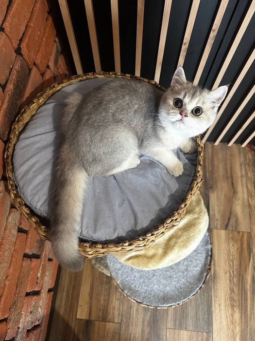 Kot. Brytyjska złota szynszyla w kolorze ay 11