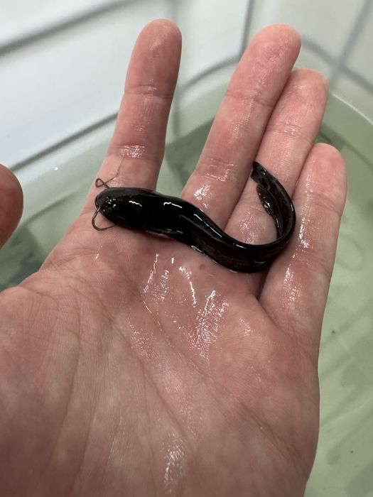 Sum europejski narybek suma inne ryby do stawów i oczek drapieżnik