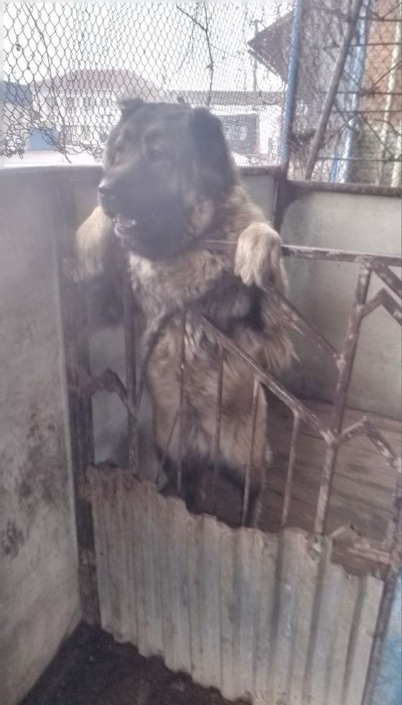 Продам Кавказську вівчарку суку