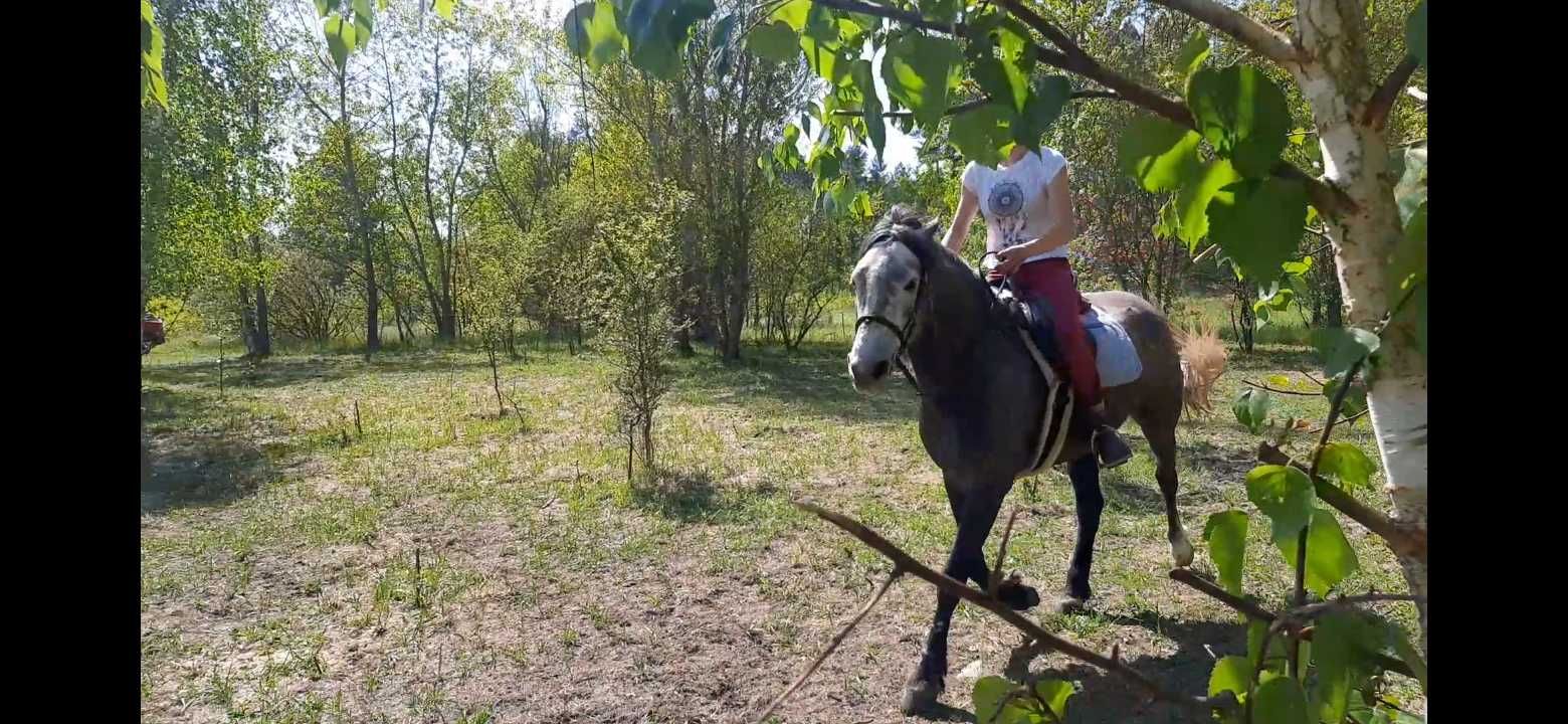 Sprzedam śliczną klacz