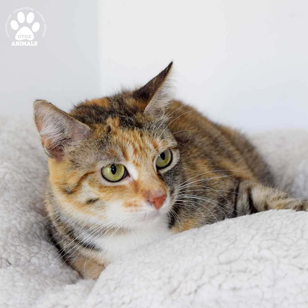 Piękna trikolorka do adopcji! Kotka Szarlotka