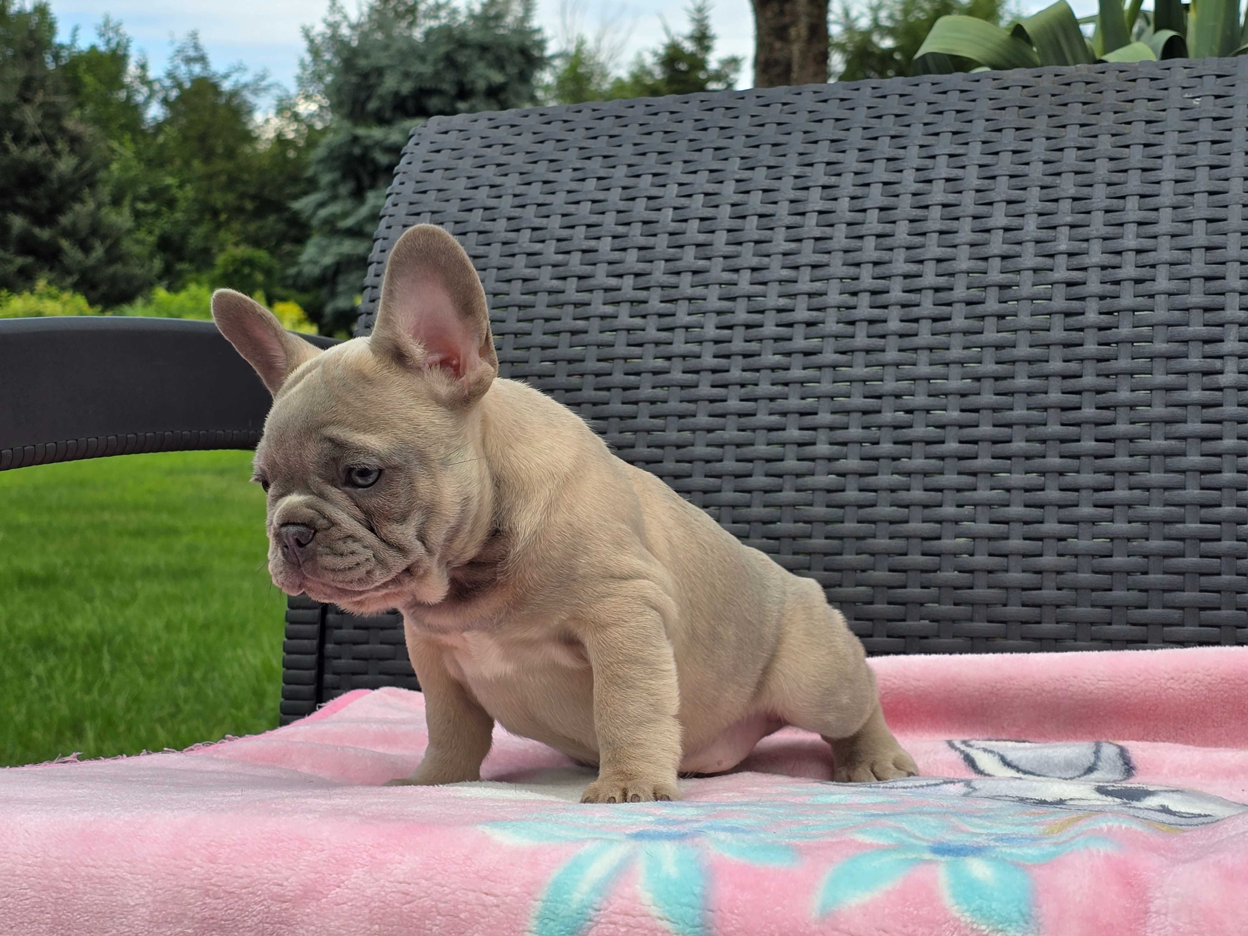 Buldog Francuski piękny piesek
