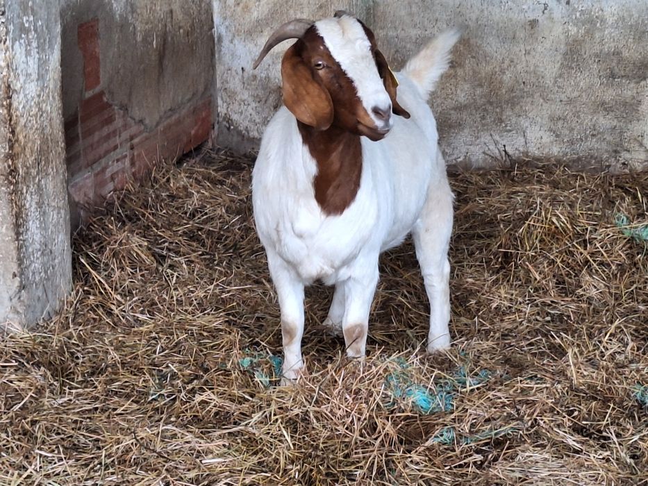 Cabra Boer Pura.