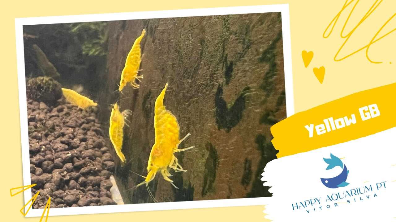 happyaquarium.pt - Neocaridina Yellow / Neocaridina Yellow Golden Back