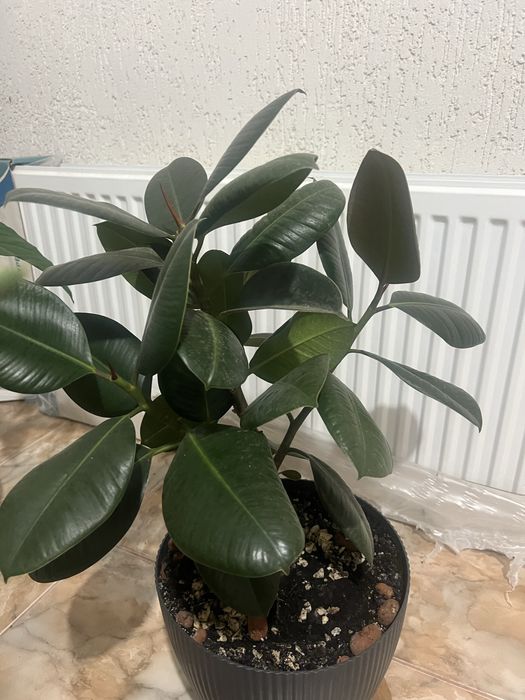 Квіти Білгород-Дністровський