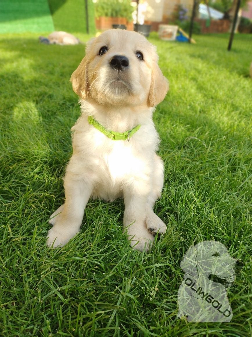 Golden Retriever ZKwP FCI Już do odbioru