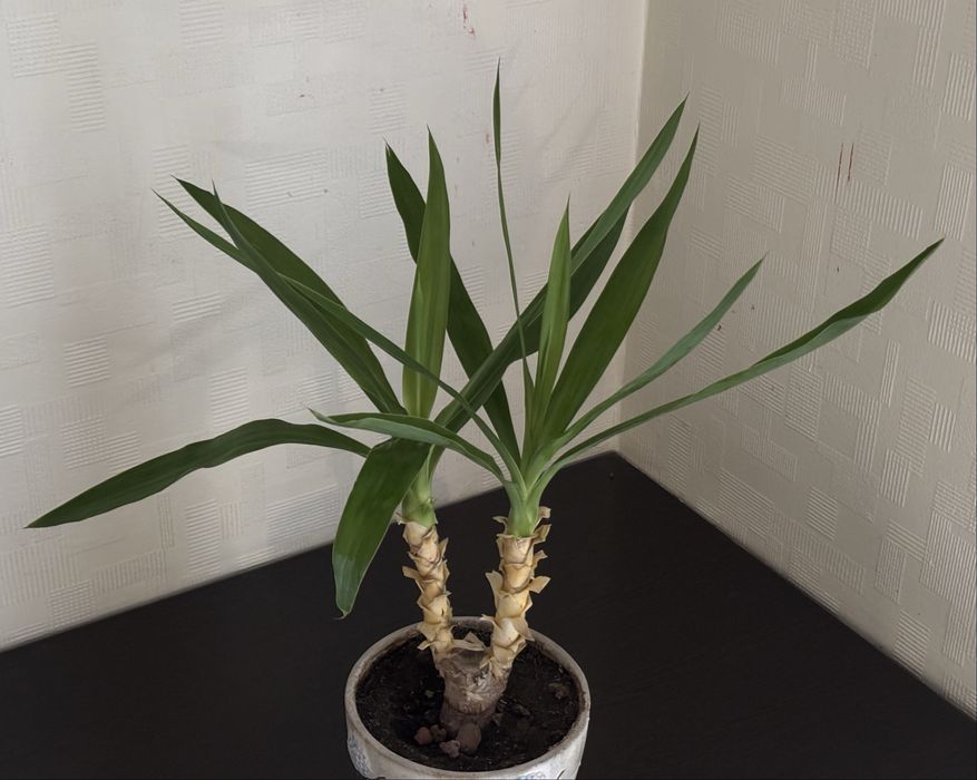 Юкка пальма квітка