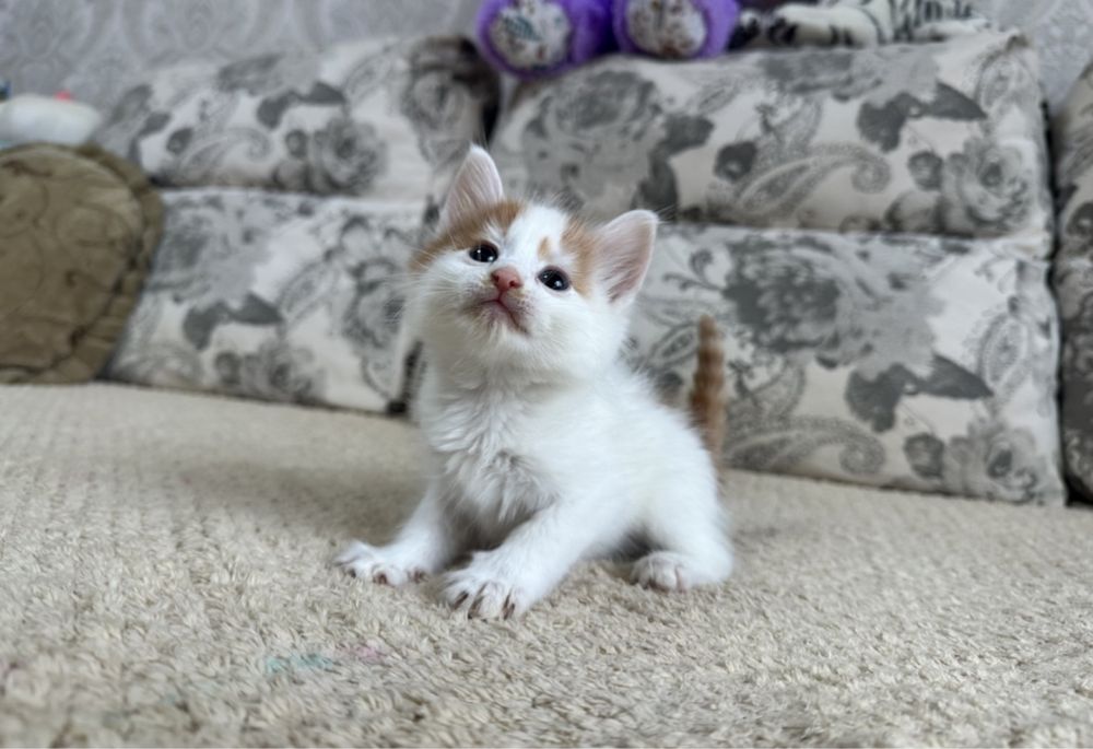 Сибирячки малыши )