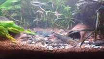 Glonojady Ancistrus