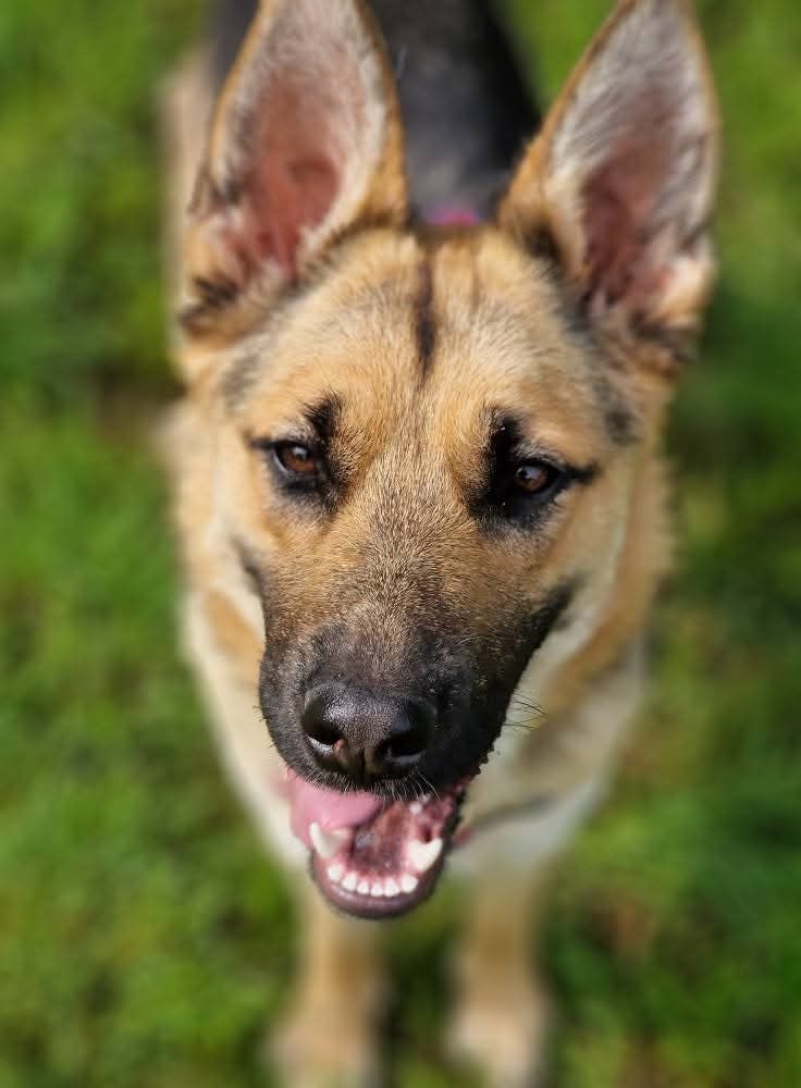 Astra do adopcji