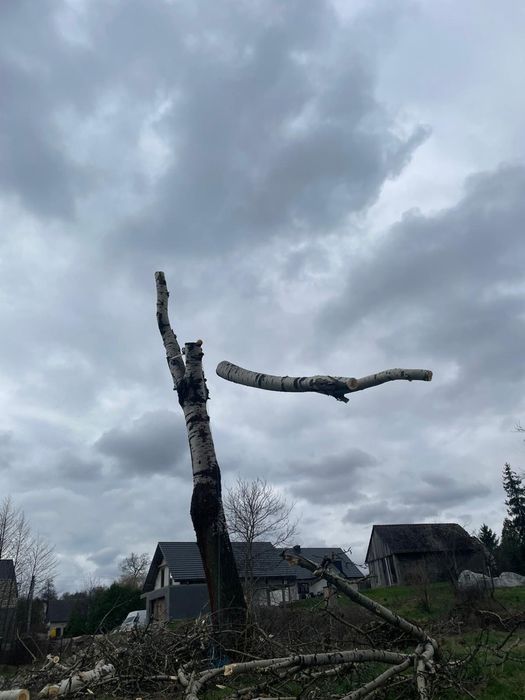 Wycinka oraz przycinka drzew i krzewów
