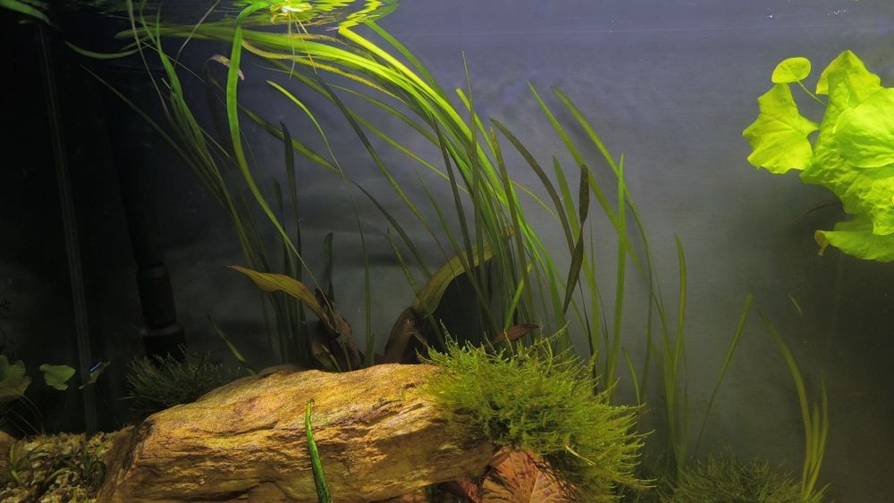 Trawa akwariowa nurzaniec