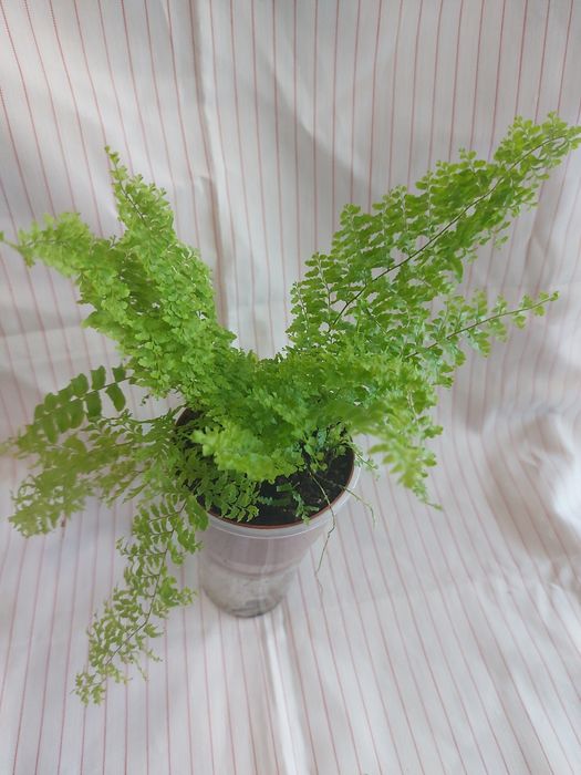 Папоротники декілька різновидів