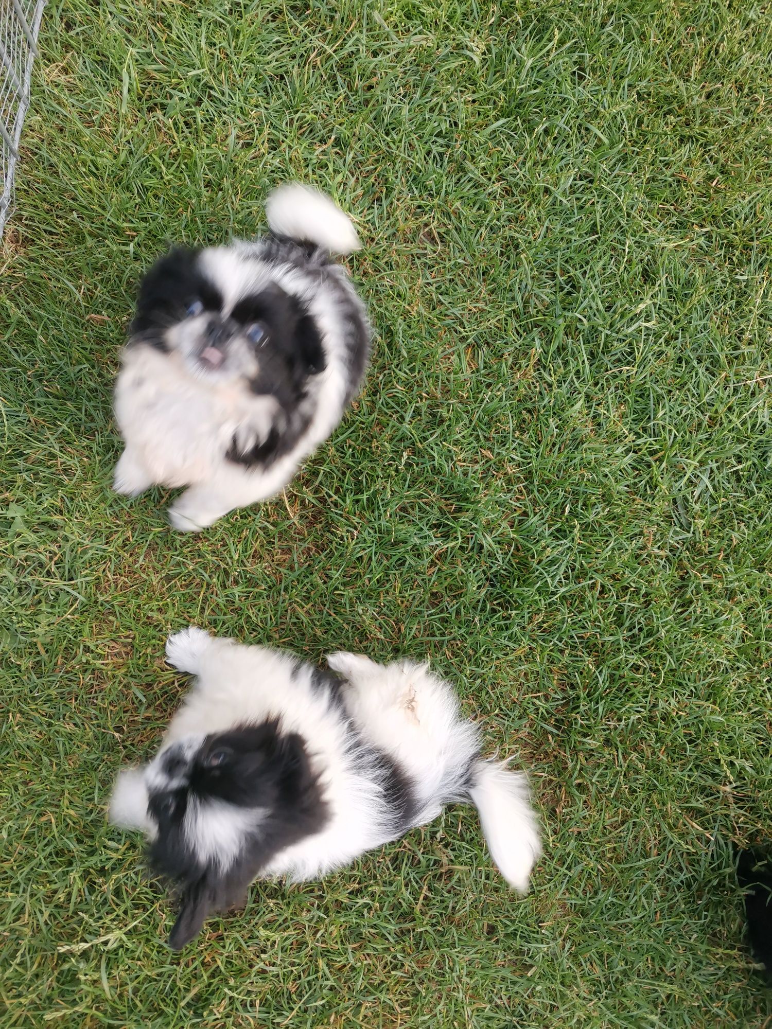 Szczeniak Pekińczyk Nie Shih Tzu