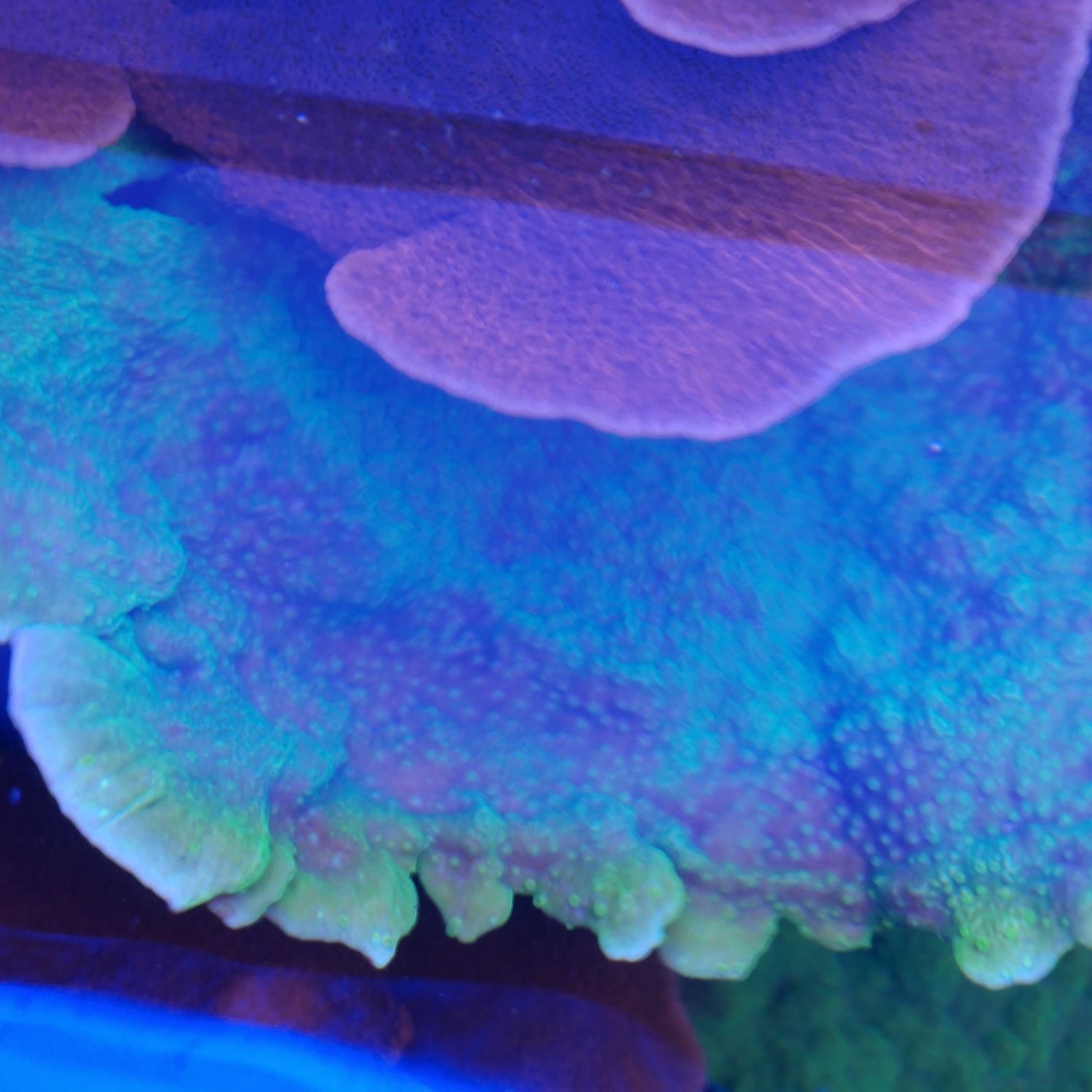 Montipora capricornis Toxic Green