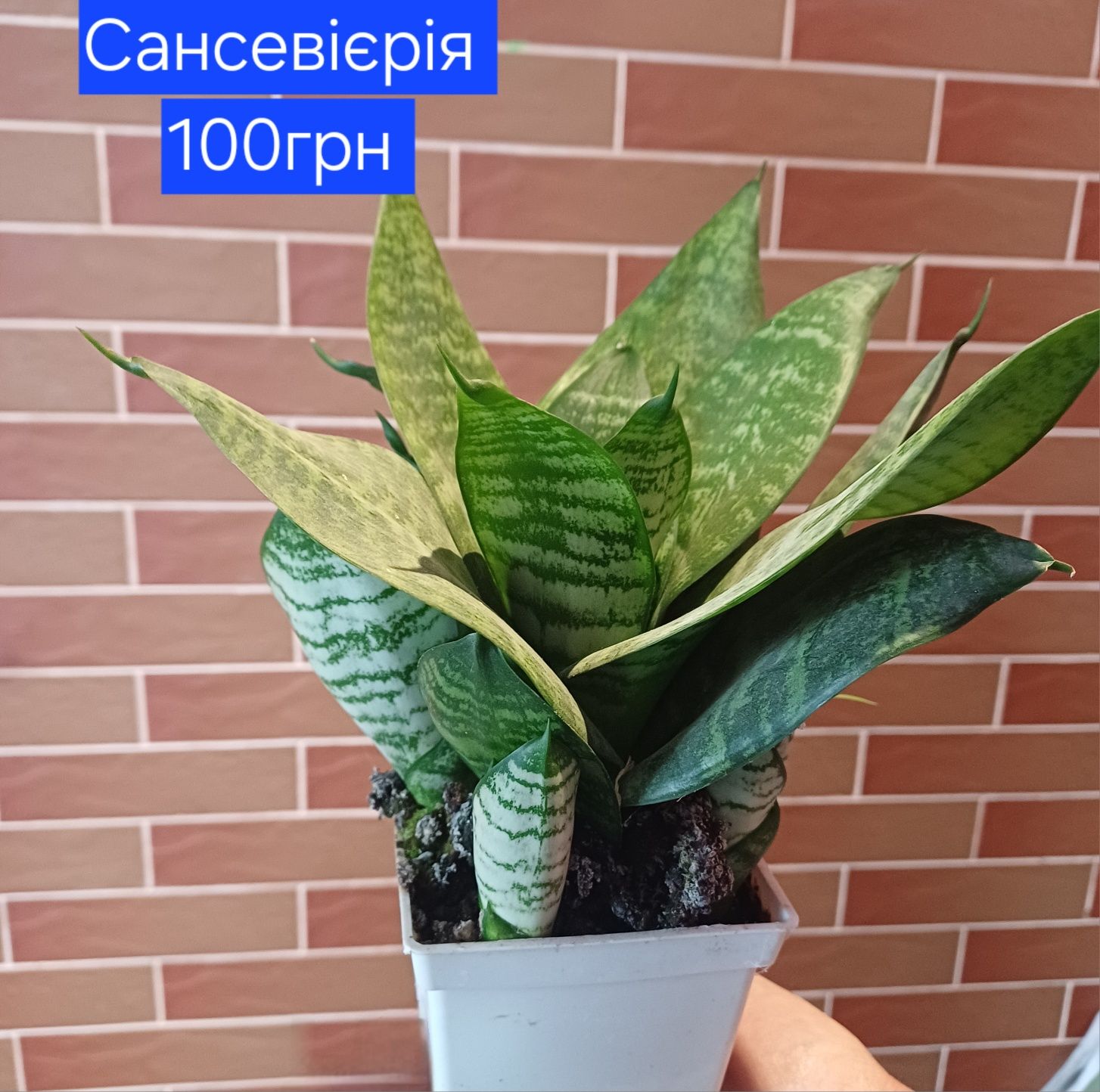 сансевієрія вазон продам