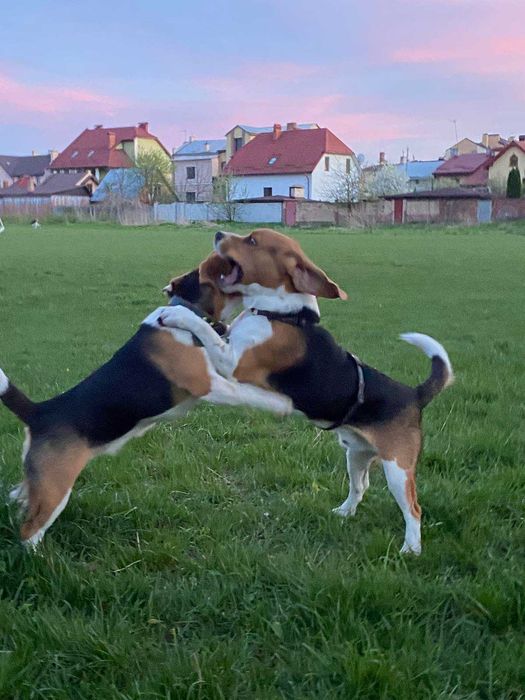 Бігль красень шукає дівчину. В'язка